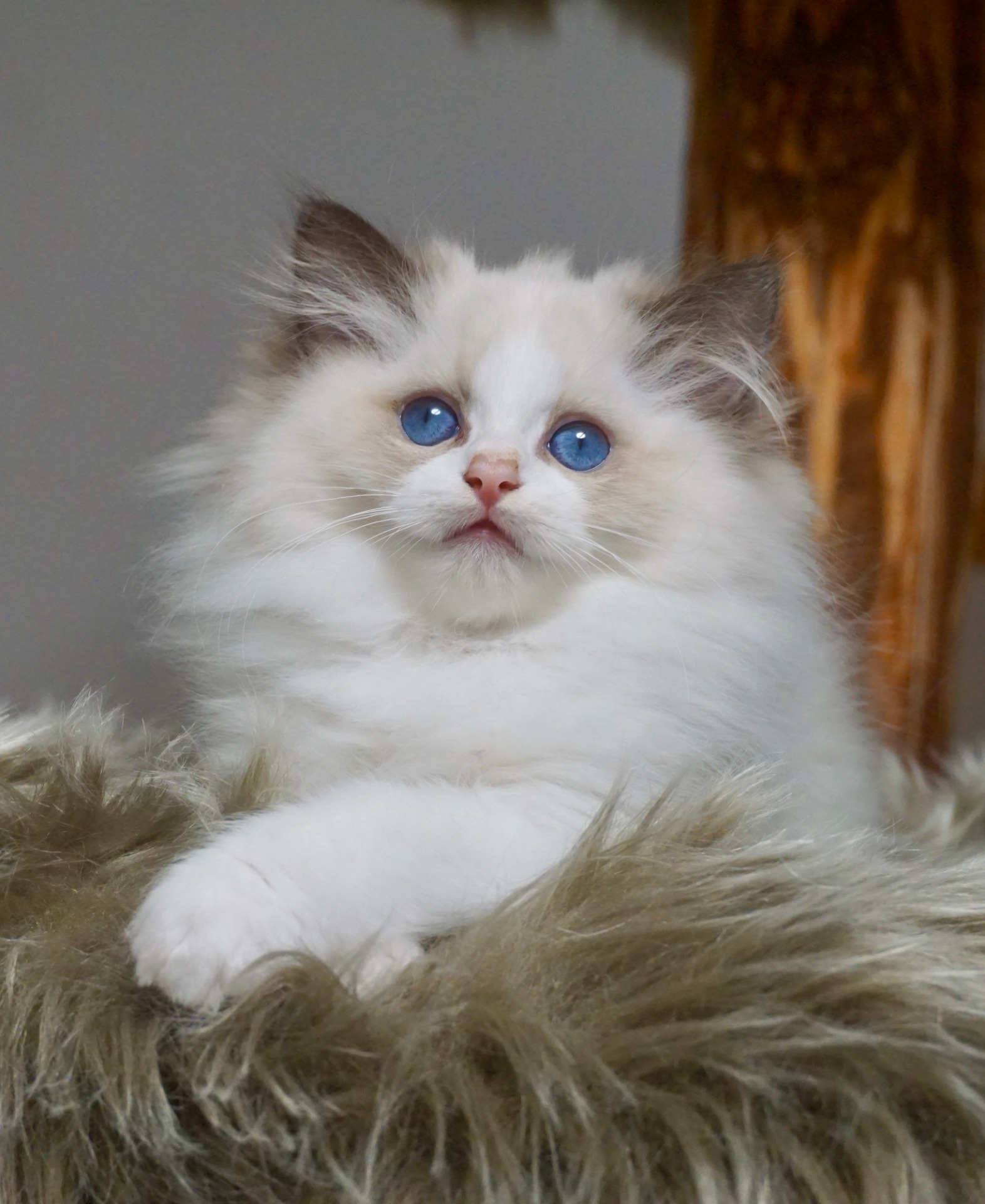 Oberon de Maor - Volný na mazlíčka