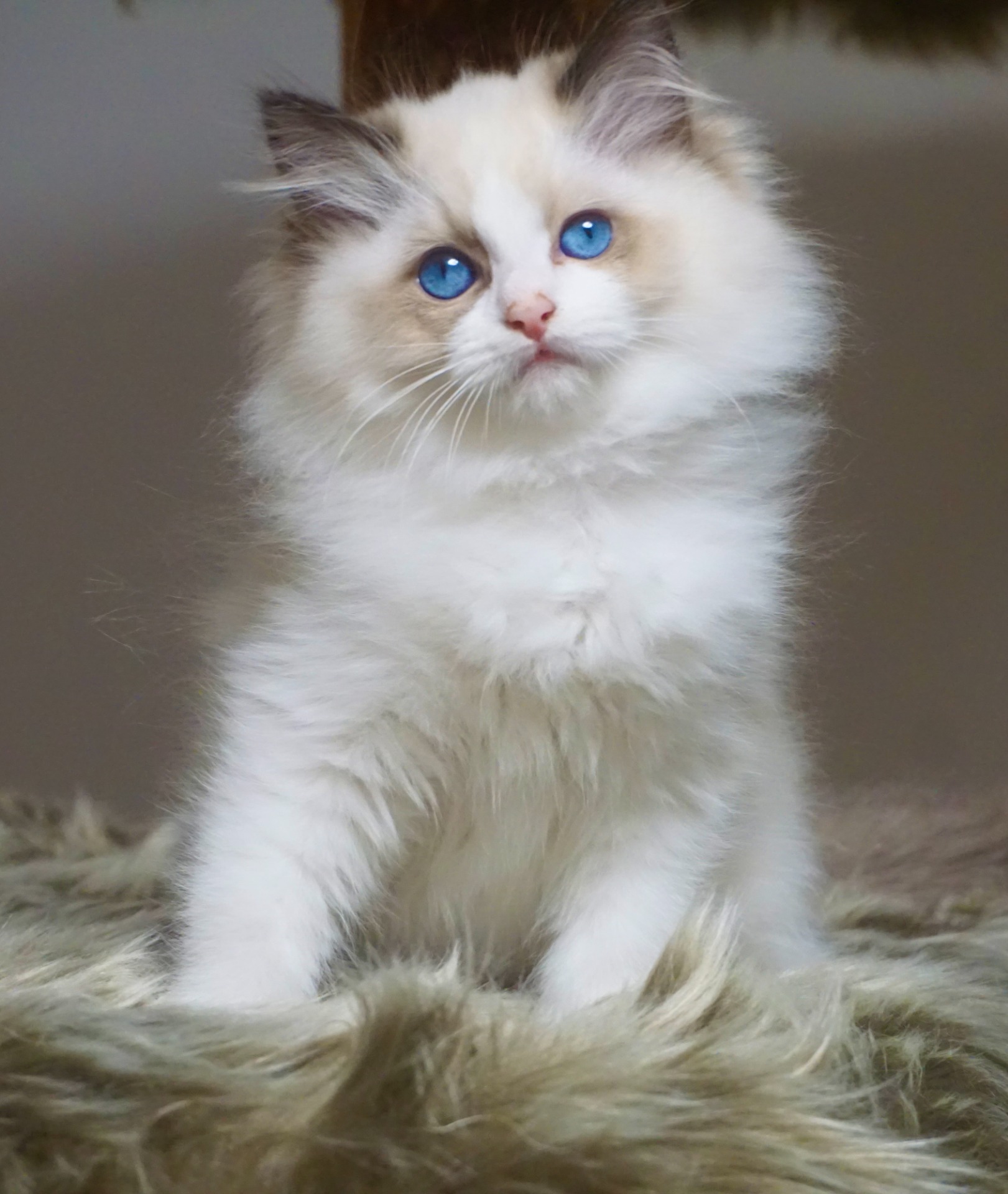 Odette de Maor - volná na chov, nebo jako mazlíček