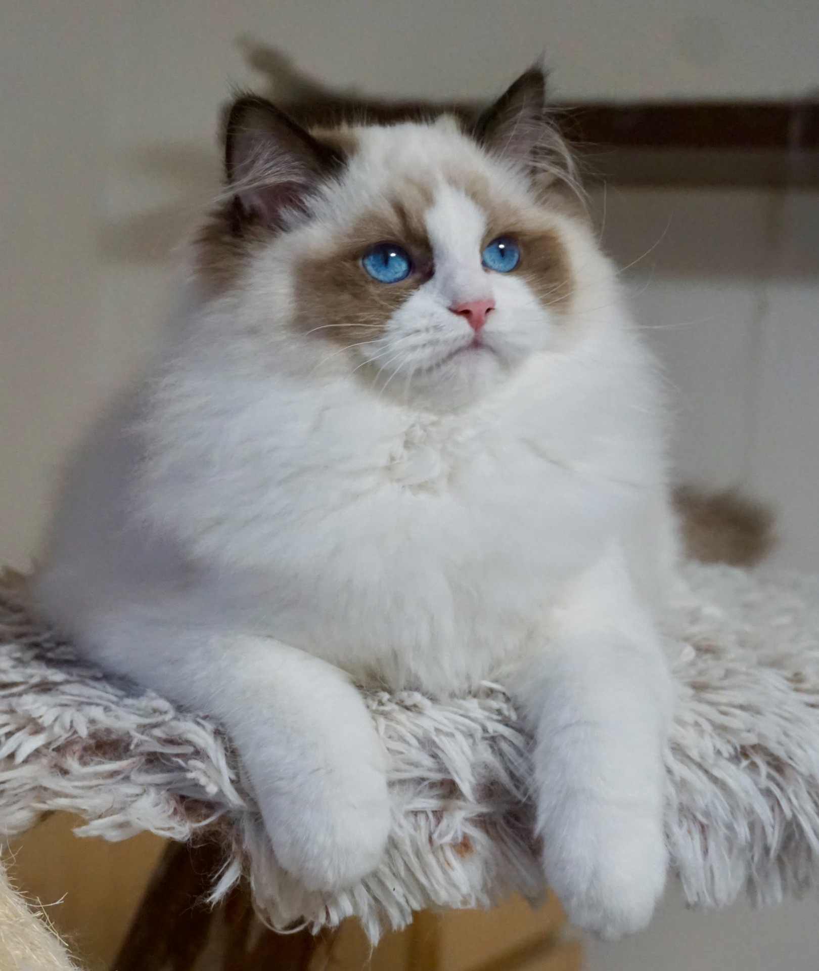 Odette de Maor - volná na chov, nebo jako mazlíček