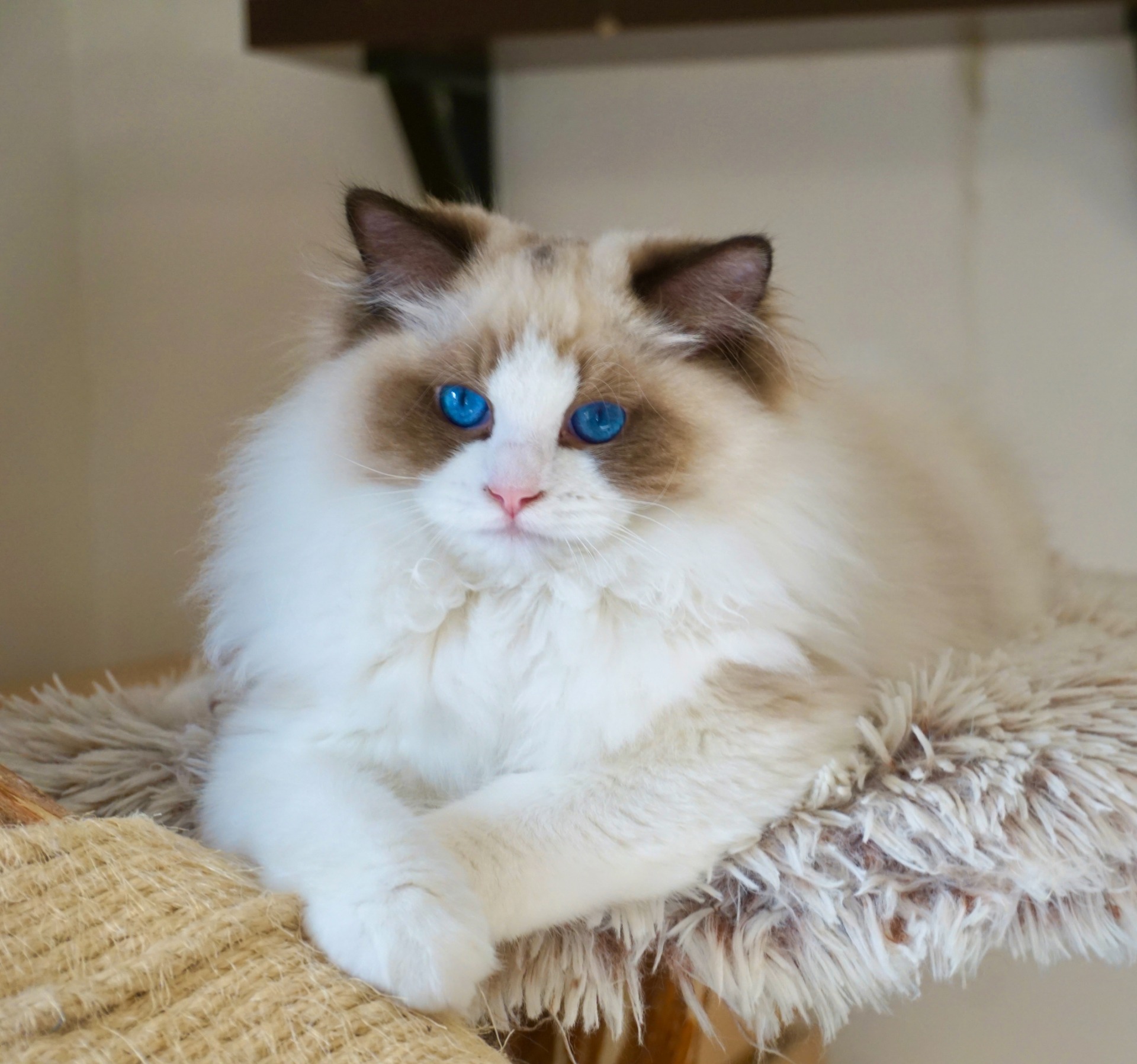 Oberon de Maor - volný na mazlíčka