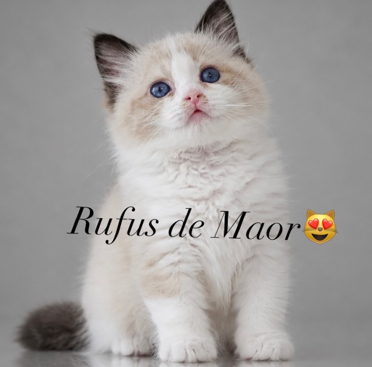 Rufus de Maor - volný na mazlíčka