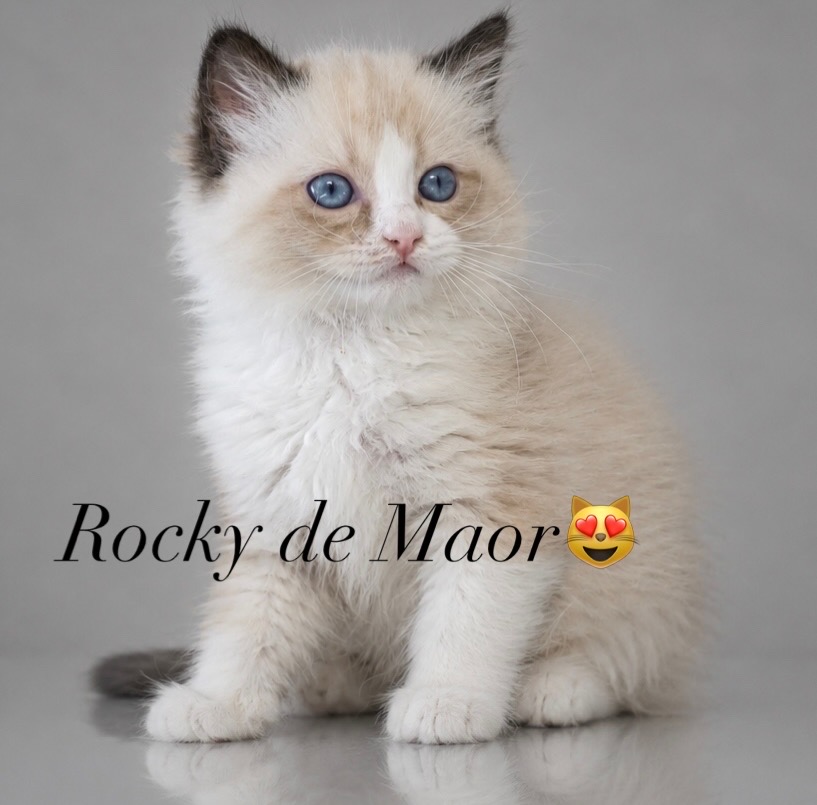 Rocky de Maor - volný na mazlíčka