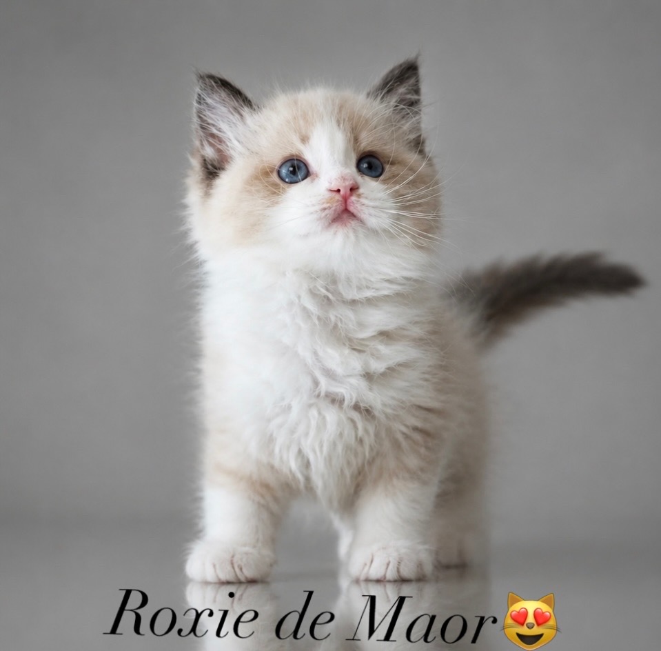 Roxie de Maor - volná na mazlíčka