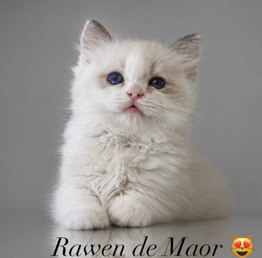 Rawen de Maor - volná na mazlíčka